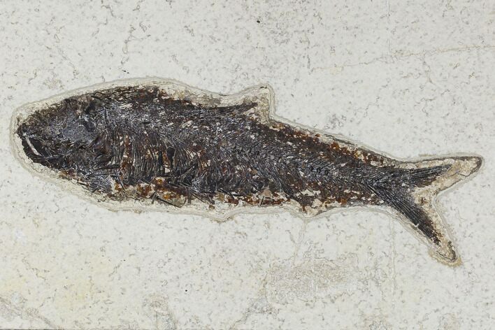 Fossil Fish (Knightia) - Green River Formation #113976